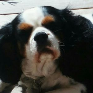 Meet your Posher, Roger